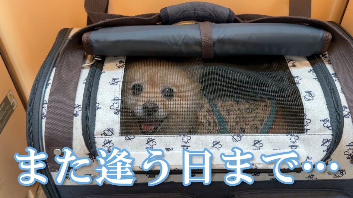 お別れの日がやってきました…