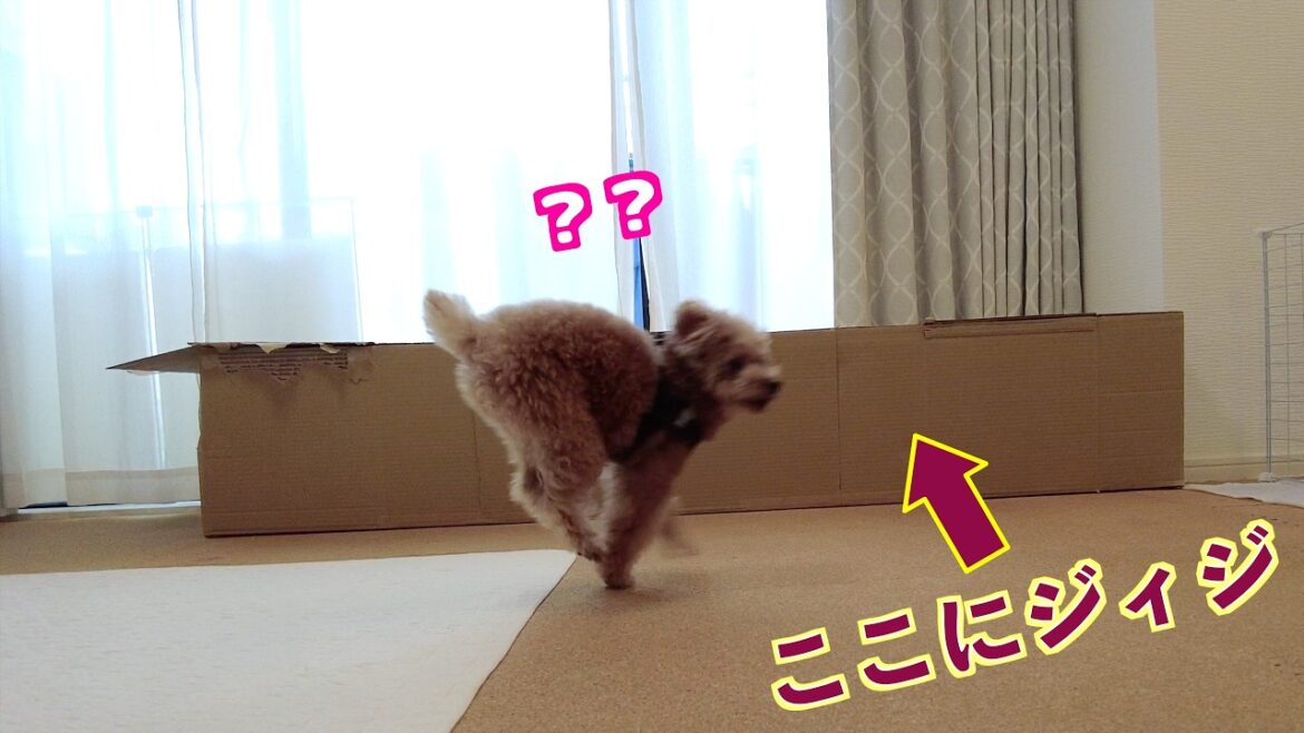 大好きなジィジが突然ダンボールに隠れてたら愛犬は気づくのか！？