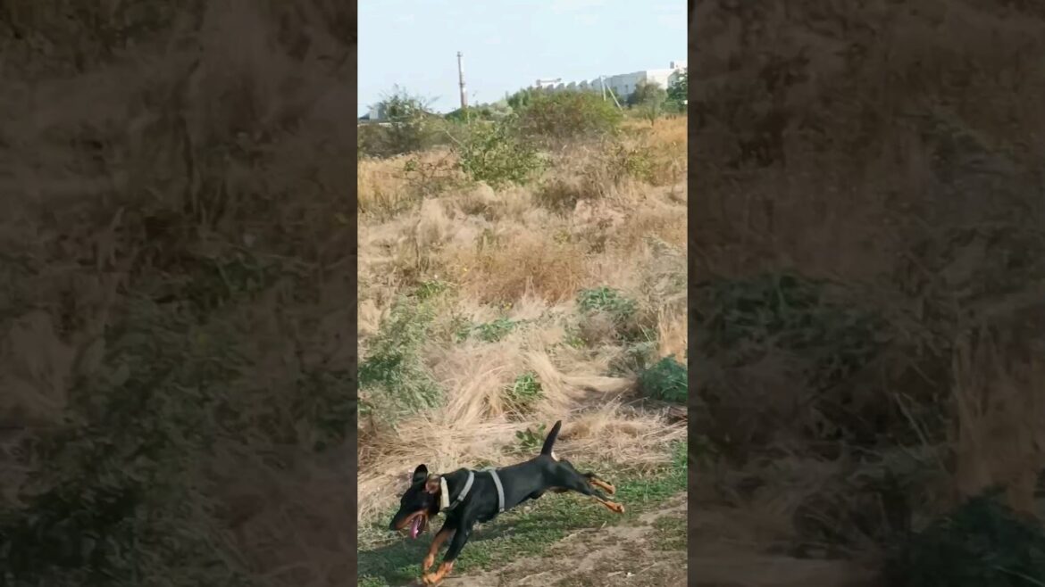 ⚡Рубик⚡новые дороги ягдтерьер german jagdterrier hunting dog nature