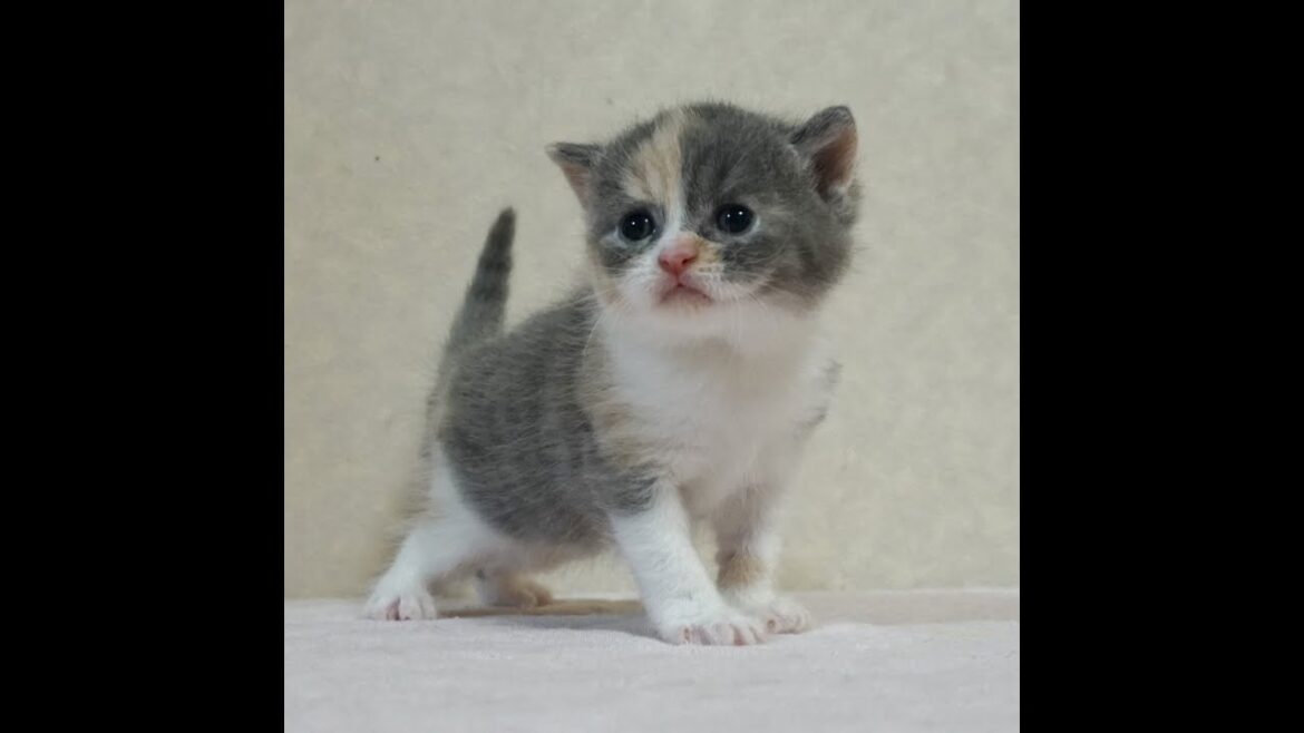 ブリティッシュショートヘアー子猫　British Shorthair　2024.8.3産まれ　ダイリュートキャリコ　女の子　シーダキャット猫のお店