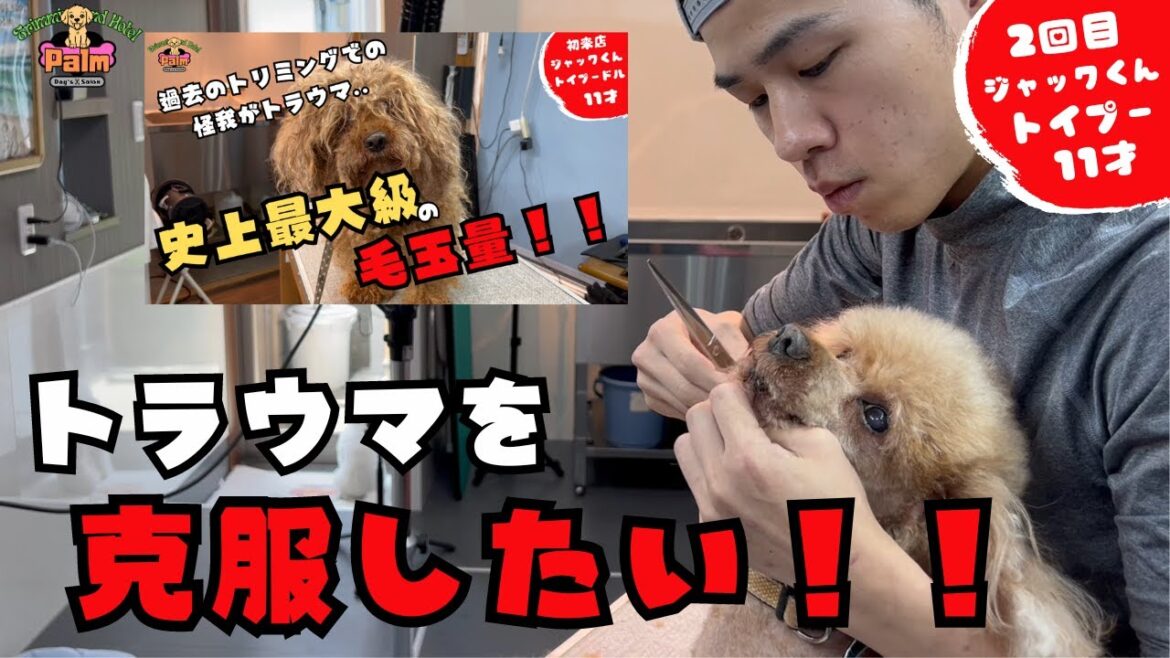 【変化】直近で一番話題になったトイプードルが2回目の噛み犬トリミング!! 【変化】直近で一番話題になったトイプードルが2回目の噛み犬トリミング!!