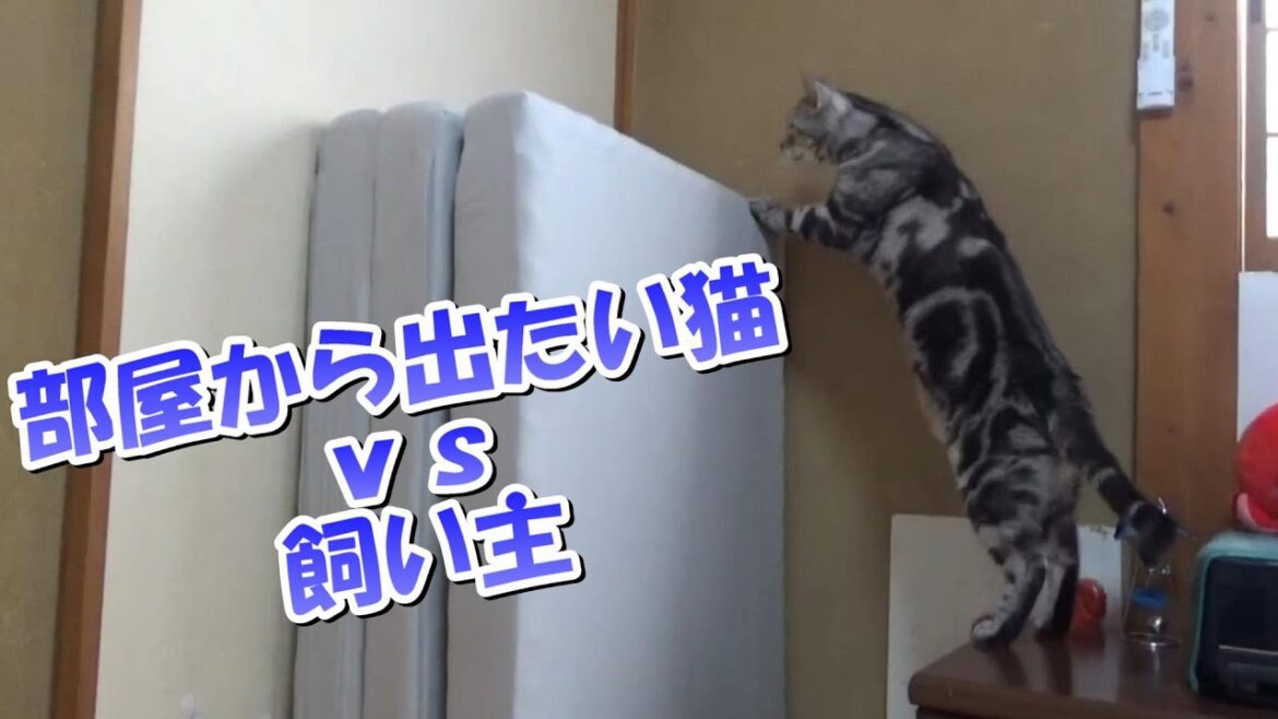 お部屋に閉じ込めソラさん(アメリカンショートヘアの鳴き声) お部屋に閉じ込めソラさん(アメリカンショートヘアの鳴き声)