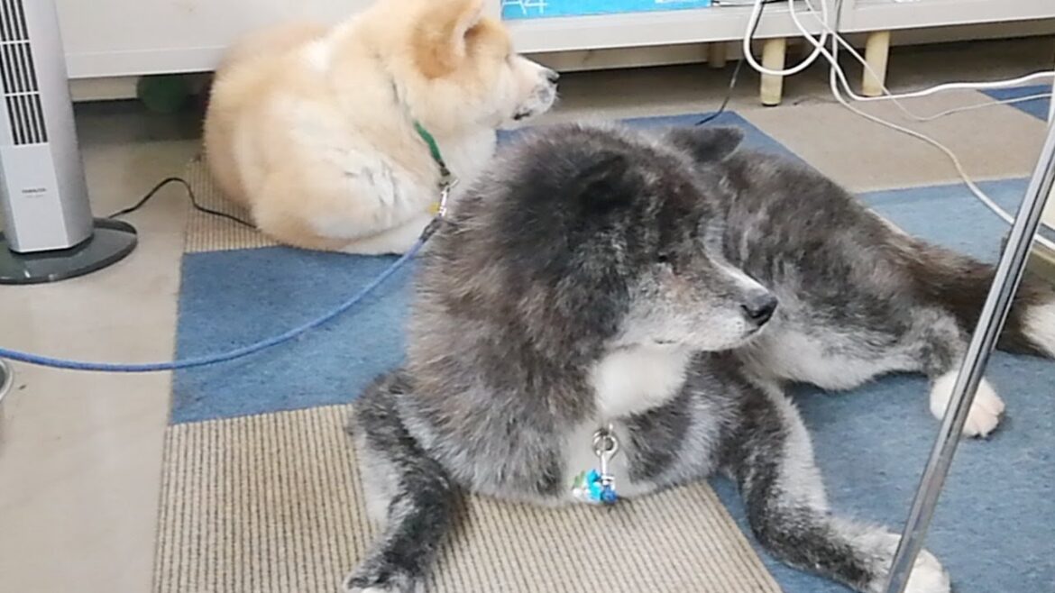 秋田犬会館配信！