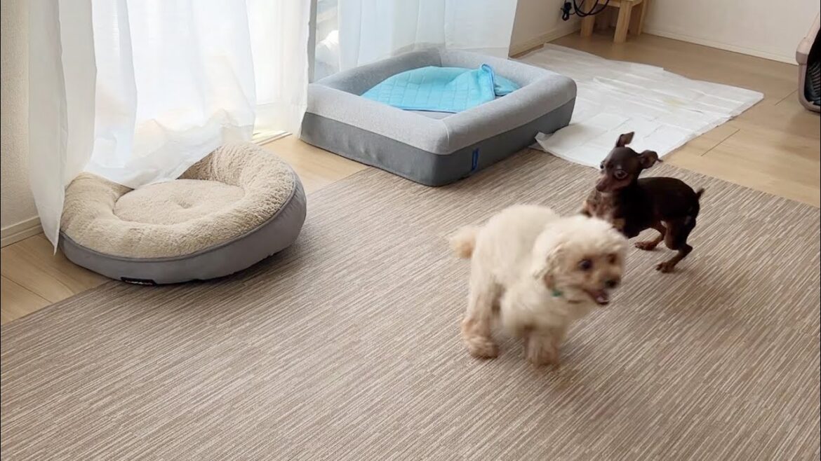 大好きな人に会ってテンション爆上がりのトイプー姉。つられて盛り上がる保護犬ミニピン。
