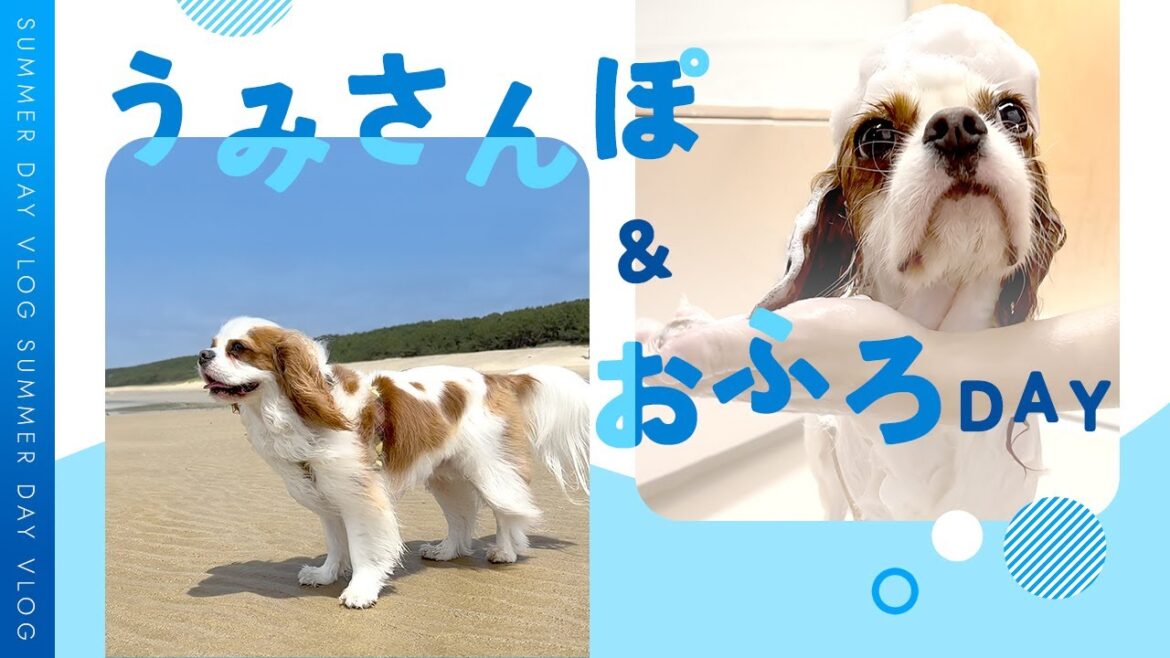海にお散歩行ったら洗われた犬｜キャバリア｜Vlog ｜海