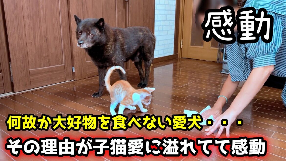 【感動】子猫への愛が強すぎて信じられない行動をする甲斐犬一休さん