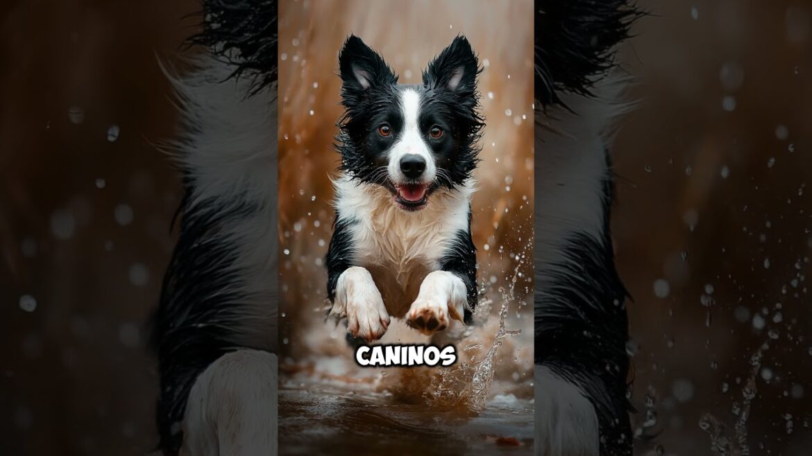 Border Collie: Inteligencia y Energía sin Límites 🐕💥 #bordercollie #doglover #dogs #dog