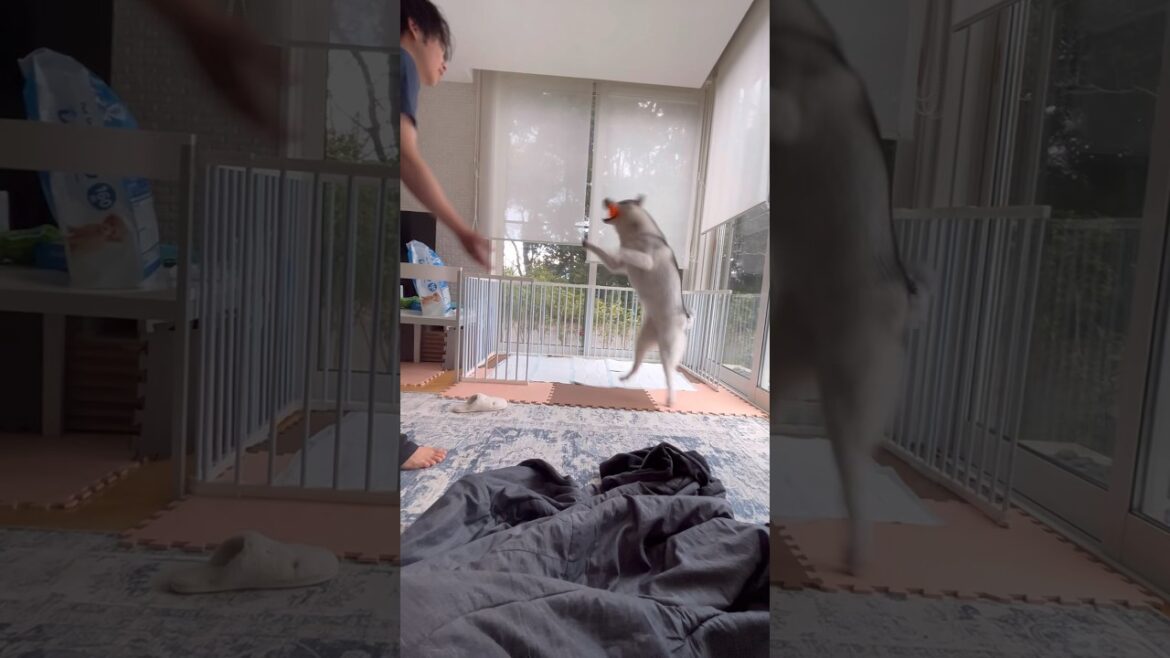 驚異的なジャンプ力をみせるシベリアンハスキー #シベリアンハスキー #ハスキー #ハスキー犬