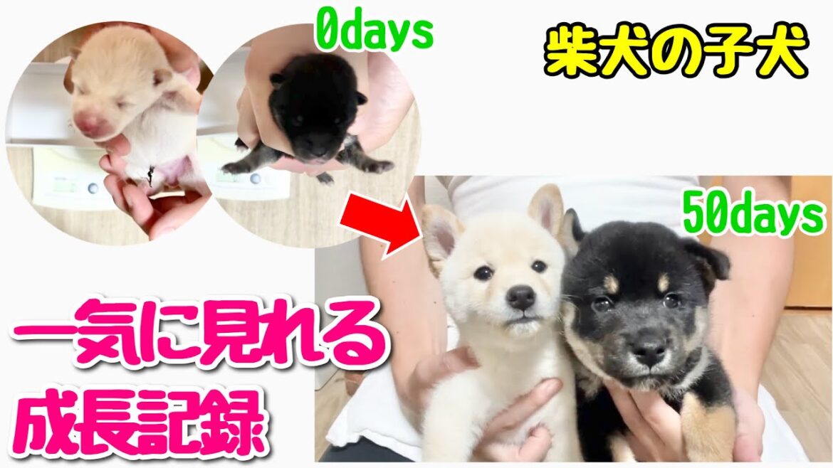 【柴犬 子犬】生後0日〜50日の間に子犬はこうやって成長します