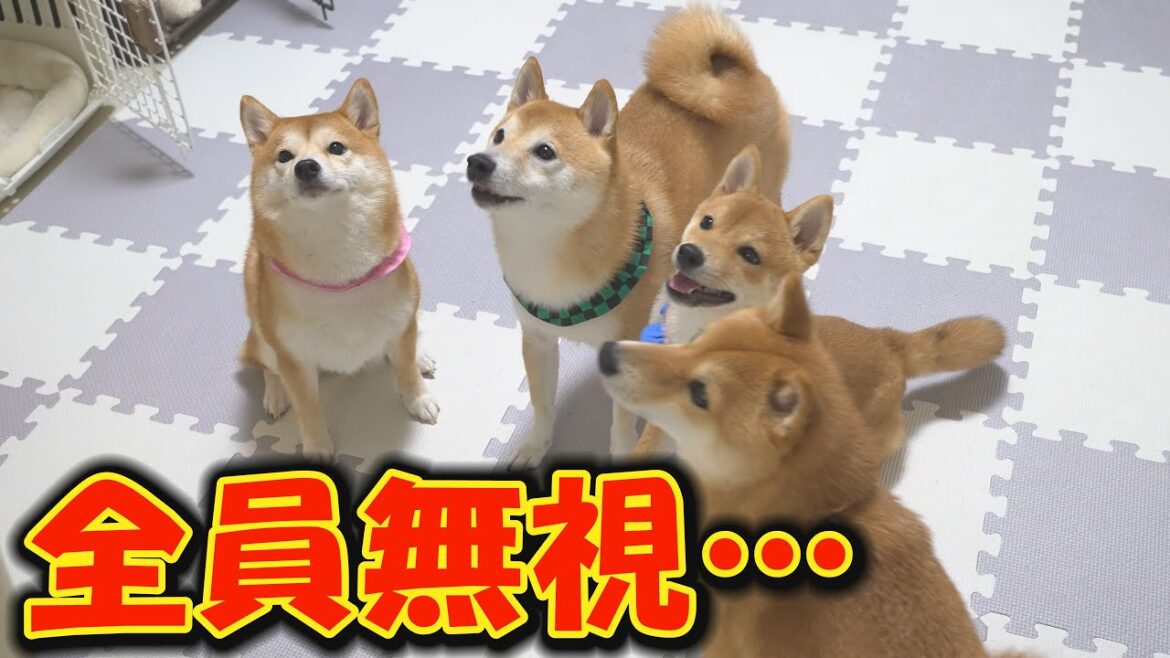 思わぬ出来事に興奮し、パニックになった柴犬達が言う事を聞かなくなりました・・・ 思わぬ出来事に興奮し、パニックになった柴犬達が言う事を聞かなくなりました・・・