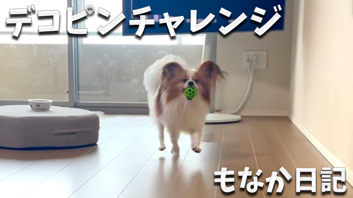 デコピンチャレンジ、もなさんできるかな！？ #decoy #デコピン #始球式 #shoheiotani  #papillon #パピヨン