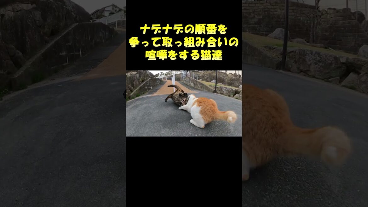 ナデナデの順番を争って取っ組み合いの喧嘩をする猫達 #cat #野良猫 #猫