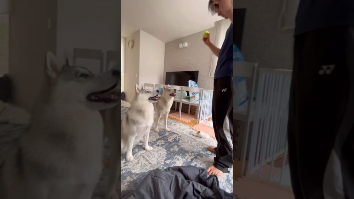 キャッチが上手すぎる天才ハスキー #シベリアンハスキー #ハスキー #ハスキー犬