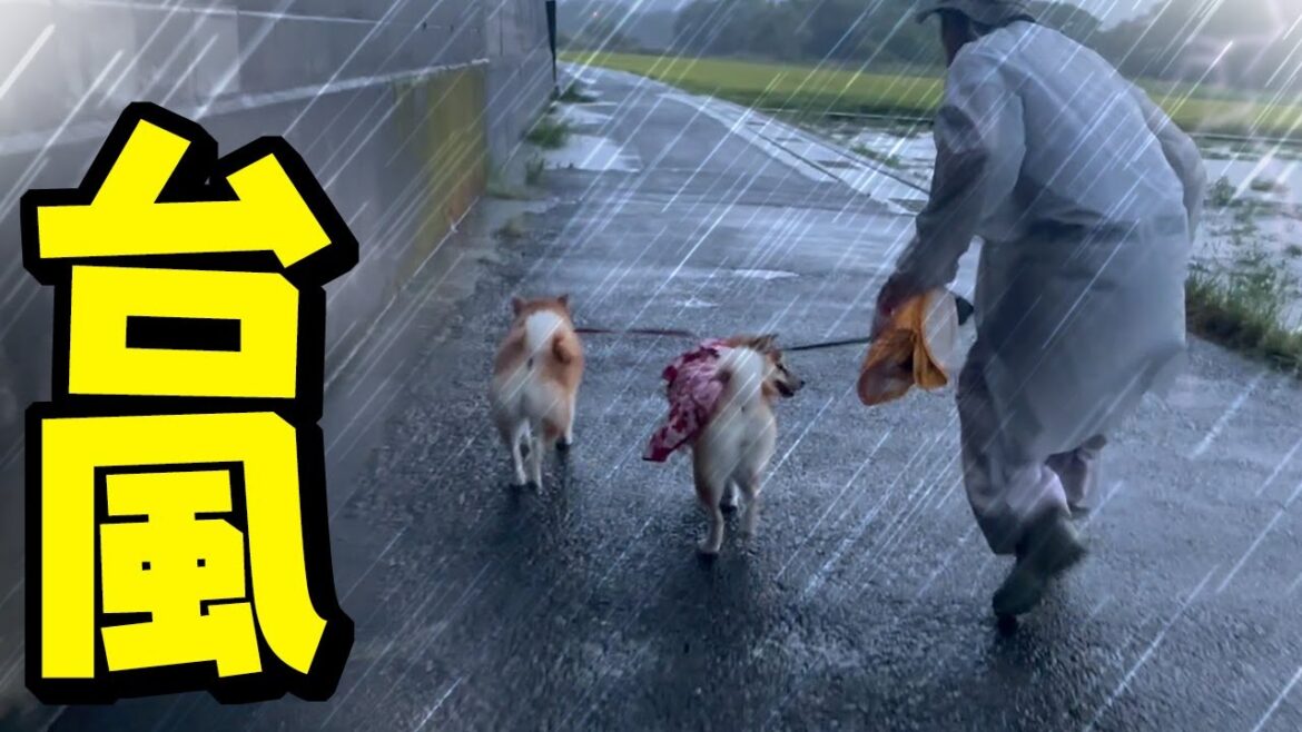 台風の散歩は命懸け…家でトイレが出来ない柴犬 台風の散歩は命懸け…家でトイレが出来ない柴犬