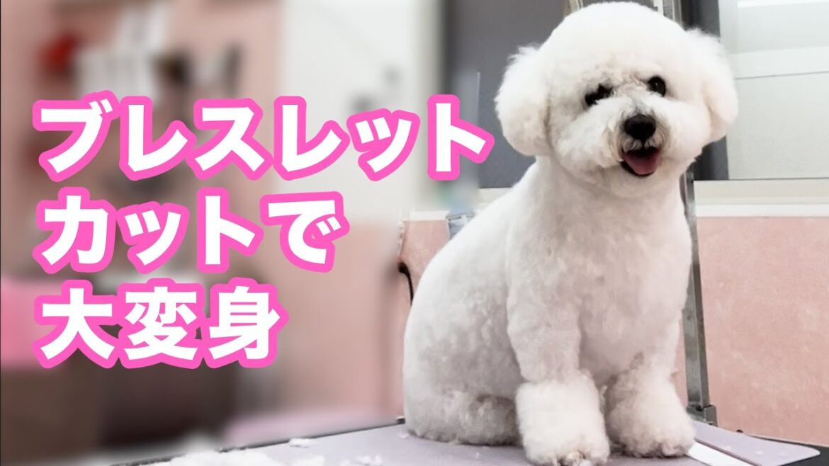 【トリミング】ブレスレットカットで大変身の愛犬 2024年8月