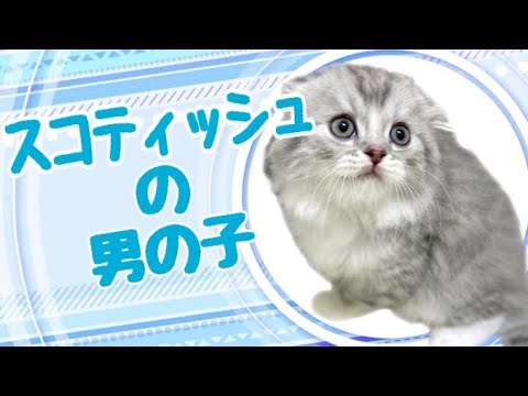 スコティッシュフォールドの子猫 (平野瓜破) スコティッシュフォールドの子猫 (平野瓜破)
