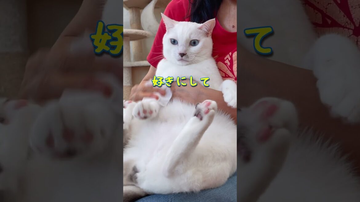 人間を信頼し過ぎてる猫はこうなりますまとめ 人間を信頼し過ぎてる猫はこうなりますまとめ