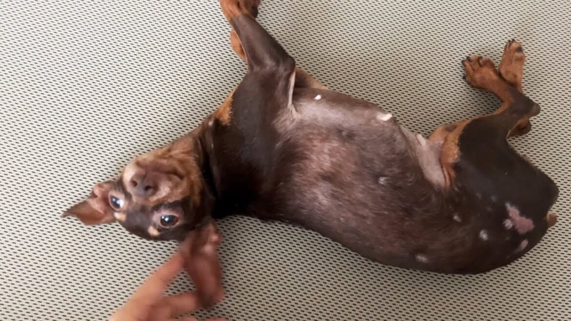 甘えることを覚えた4ヶ月半目の保護犬ミニピン