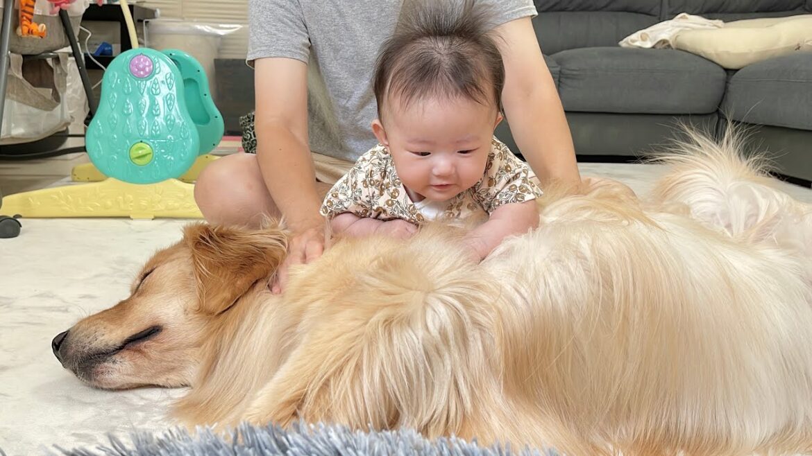 赤ちゃんに抱きつかれるも全く動じない母性の塊のゴールデンレトリバー