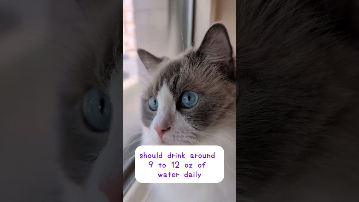 Is My Cat😺Drinking Enough Water💦#catshorts #catvideos #catlovers #cutekitty #petcare  #homerunpet