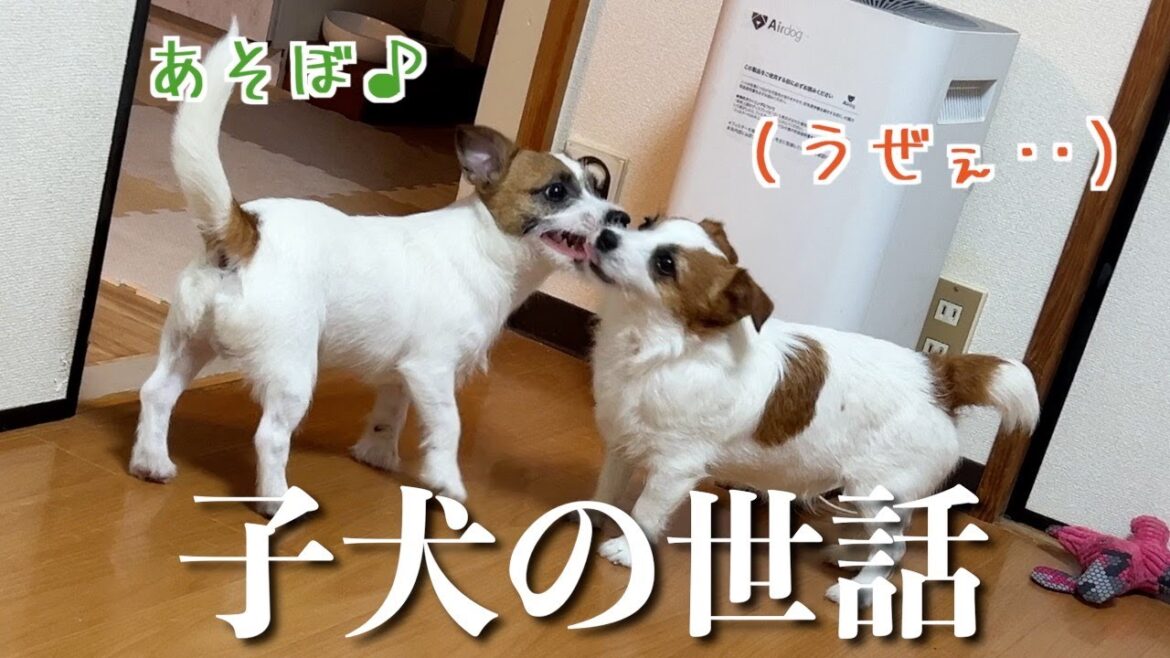 パワフル子犬の子守に毎日奮闘するおとなしい兄犬/ジャックラッセルテリア