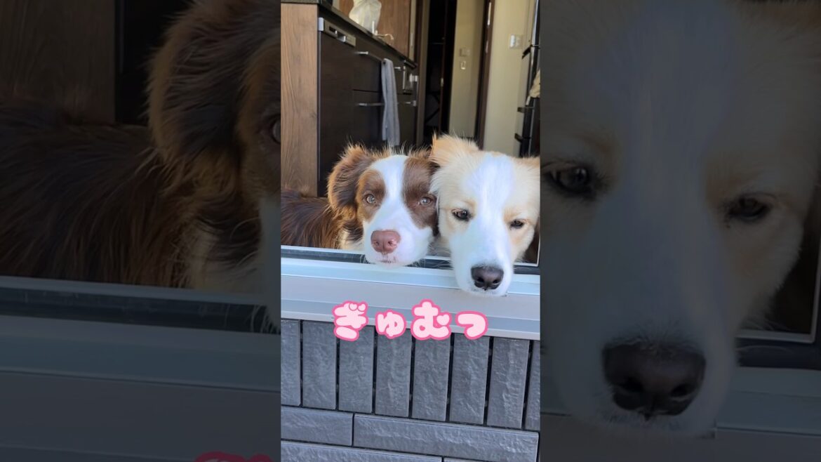 窓を開けるとぎゅむっとしていて可愛いボーダーコリーはこちらです #ボーダーコリー