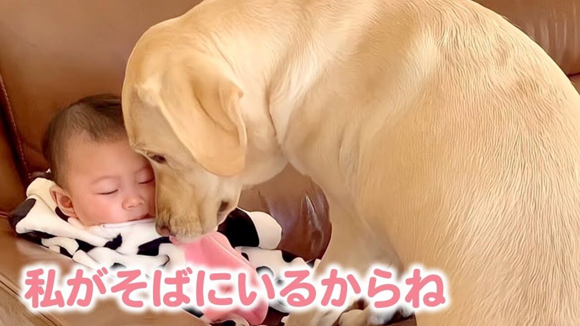 ラブラドールレトリバーの仲良し姉妹ことゴンちゃん＆サンちゃん🐕🐕 そんな彼女たちに新たな家族がやってきて♪｜PECO【ナレーション有】