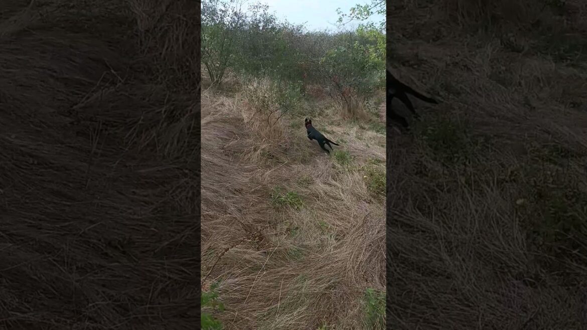 ⚡Гроза⚡ ⚡Рубик⚡прорвало карантин окончен ягдтерьер german jagdterrier щенок ⚡Гроза⚡ ⚡Рубик⚡прорвало карантин окончен ягдтерьер german jagdterrier щенок