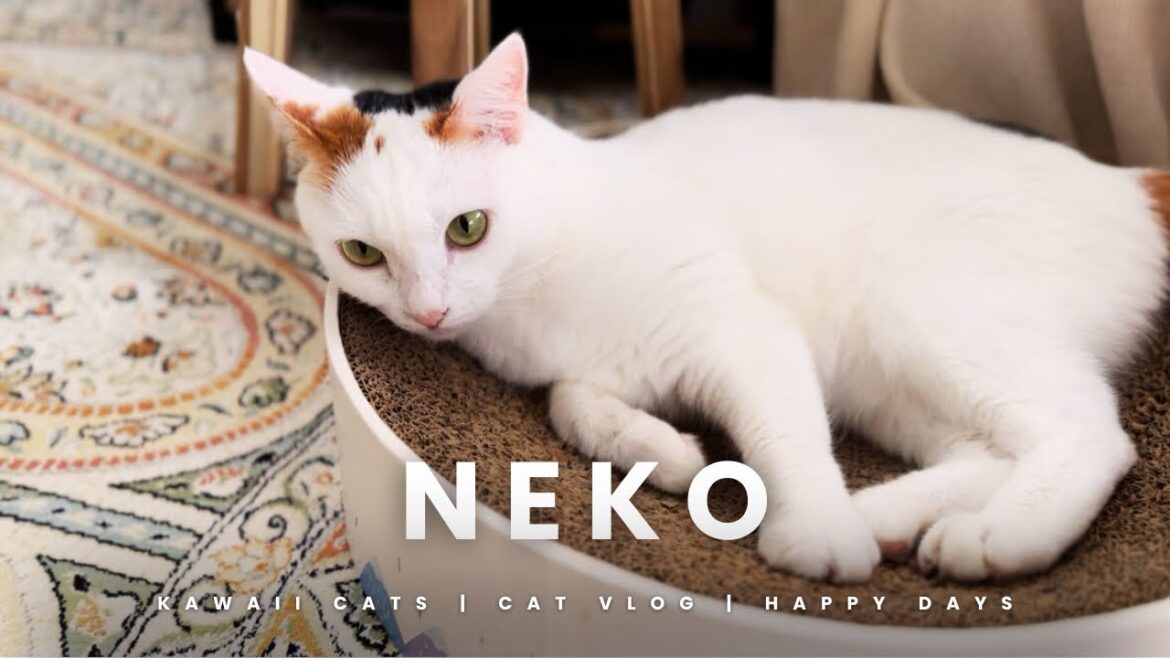残暑厳しい夏｜子猫と先住猫たちの癒しの暮らし Hot Summer - Living of a rescured Kitten and 2 Cats in Japan