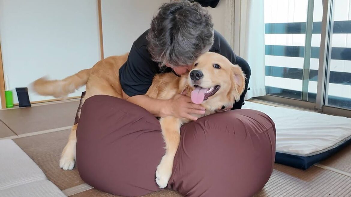 お別れの日から半年。思い出が詰まったベットを出してみたら。【Golden Retriever japan】