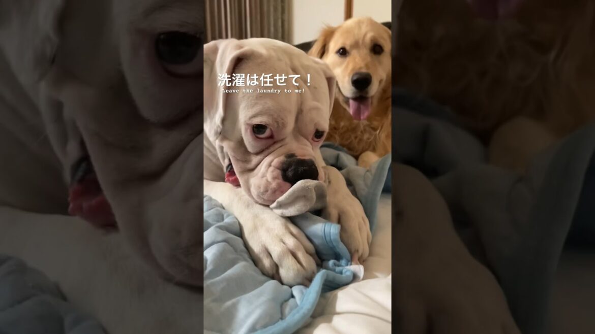 ボクサー犬のお手伝い　ゴールデンレトリバー　ボクサー犬