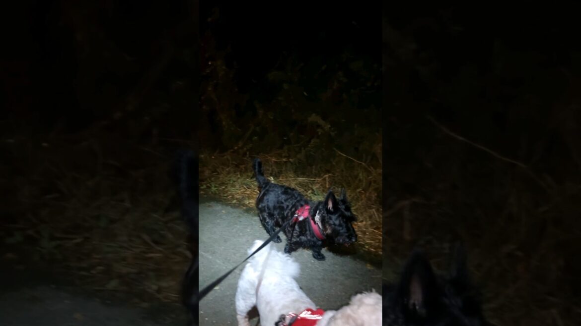 A walk in the park, a trip in the dark for the Terriers 😍