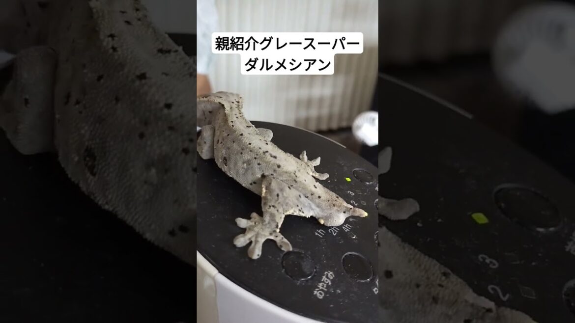 クレステッドゲッコー自家繁殖シリーズ！スーパーダルメシアン編。#crestedgecko #project