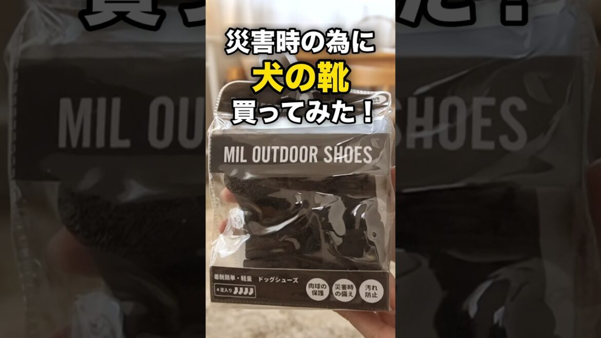 災害時の為に犬の靴を買ってみた結果・・【イタグレ】【ウィペット】#shorts #dog