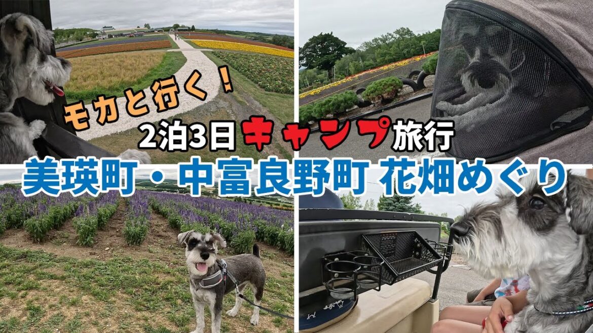 【犬連れキャンプ】愛犬ミニチュアシュナウザーと行く北海道花畑めぐり【美瑛町＆上富良野町】