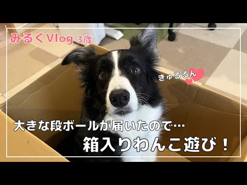 【箱入りわんこ】届いた大きい段ボールでおうち遊びを楽しむボーダーコリー!下からアングルで迫力満点のジャンプも!【みるくVlog3歳】 【箱入りわんこ】届いた大きい段ボールでおうち遊びを楽しむボーダーコリー!下からアングルで迫力満点のジャンプも!【みるくVlog3歳】
