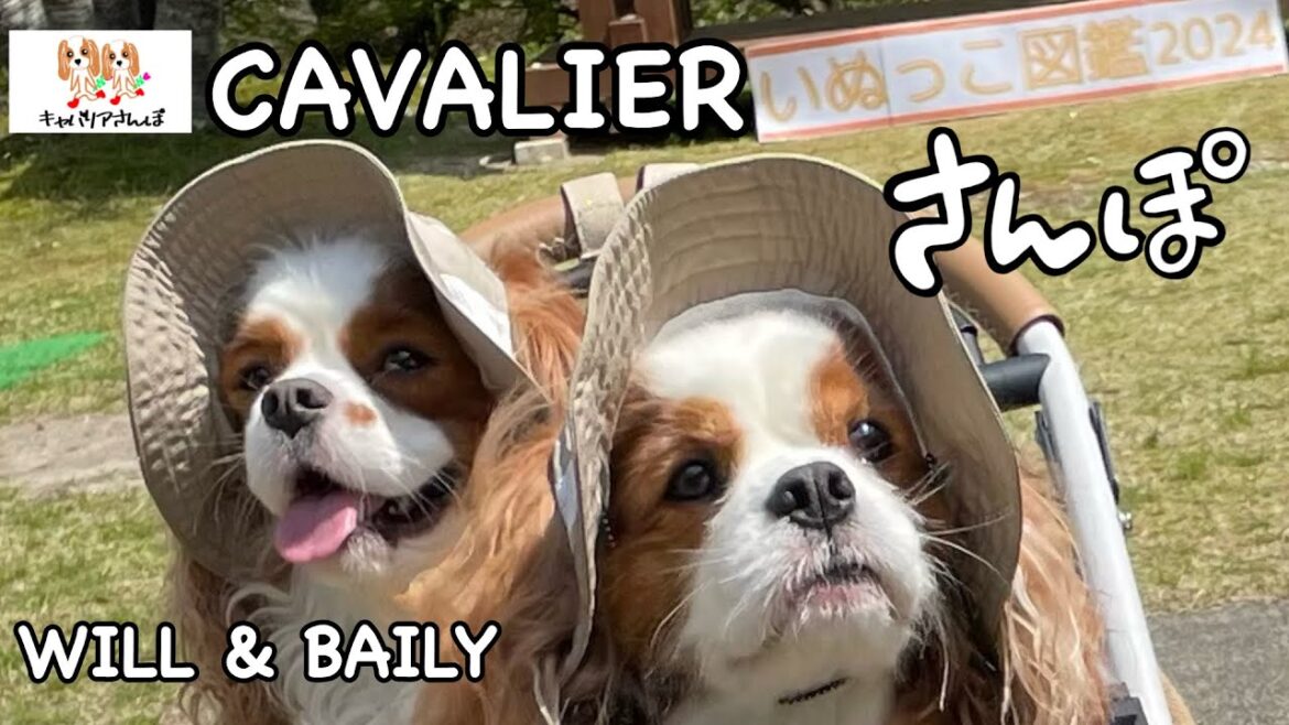 キャバリアさんぽ　いぬっこ図鑑　香恋の館　　　愛知県豊田市