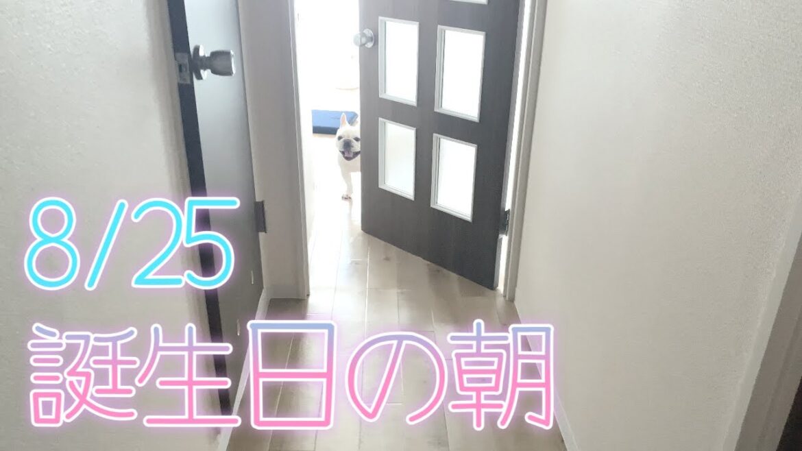 ぽーちゃん誕生日の朝事件【フレンチブルドッグ frenchbulldog】 ぽーちゃん誕生日の朝事件【フレンチブルドッグ frenchbulldog】
