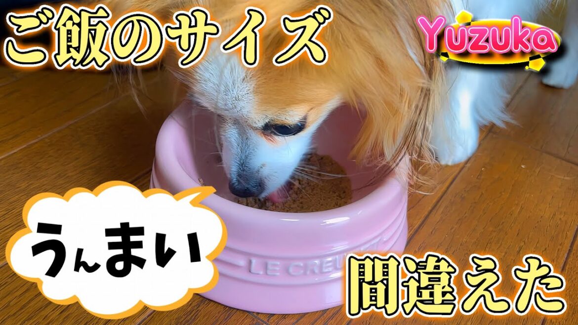 愛犬のご飯のサイズを間違えて買ったので、責任取ってひと手間ふた手間かけます# 39【ペット/パピヨン/柚子華】