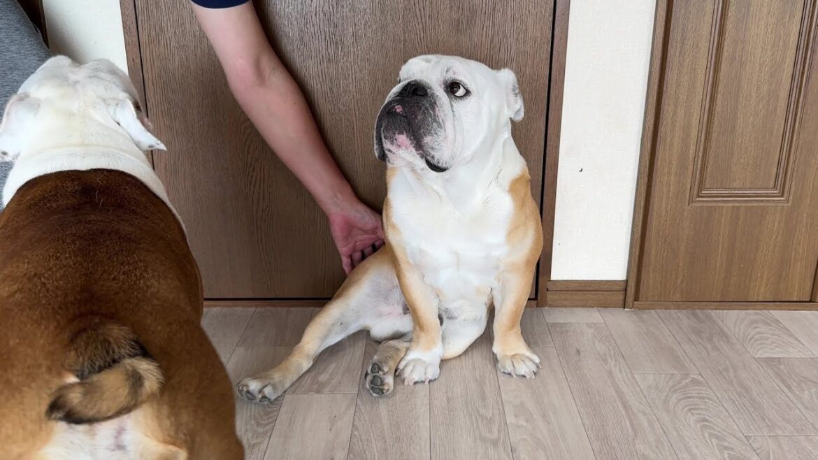 大好きなママと一緒に遊んだ後のパパからの誘いは、キッパリお断りするブルドッグのぶるまる 大好きなママと一緒に遊んだ後のパパからの誘いは、キッパリお断りするブルドッグのぶるまる