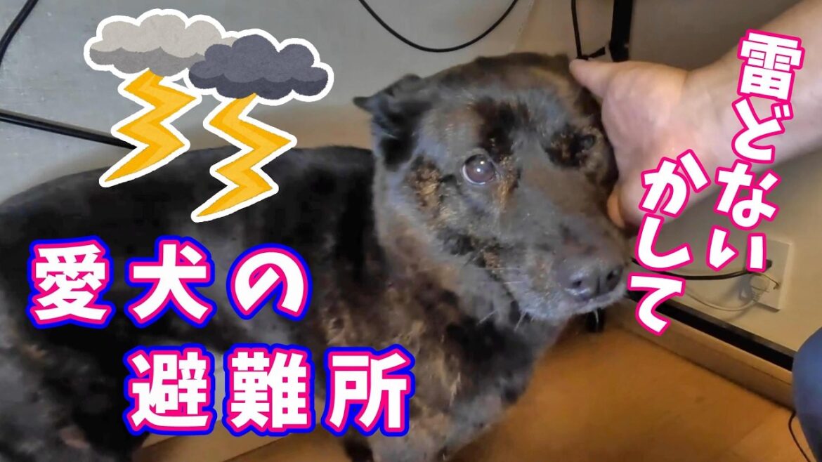 愛犬の避難所-　甲斐犬いち