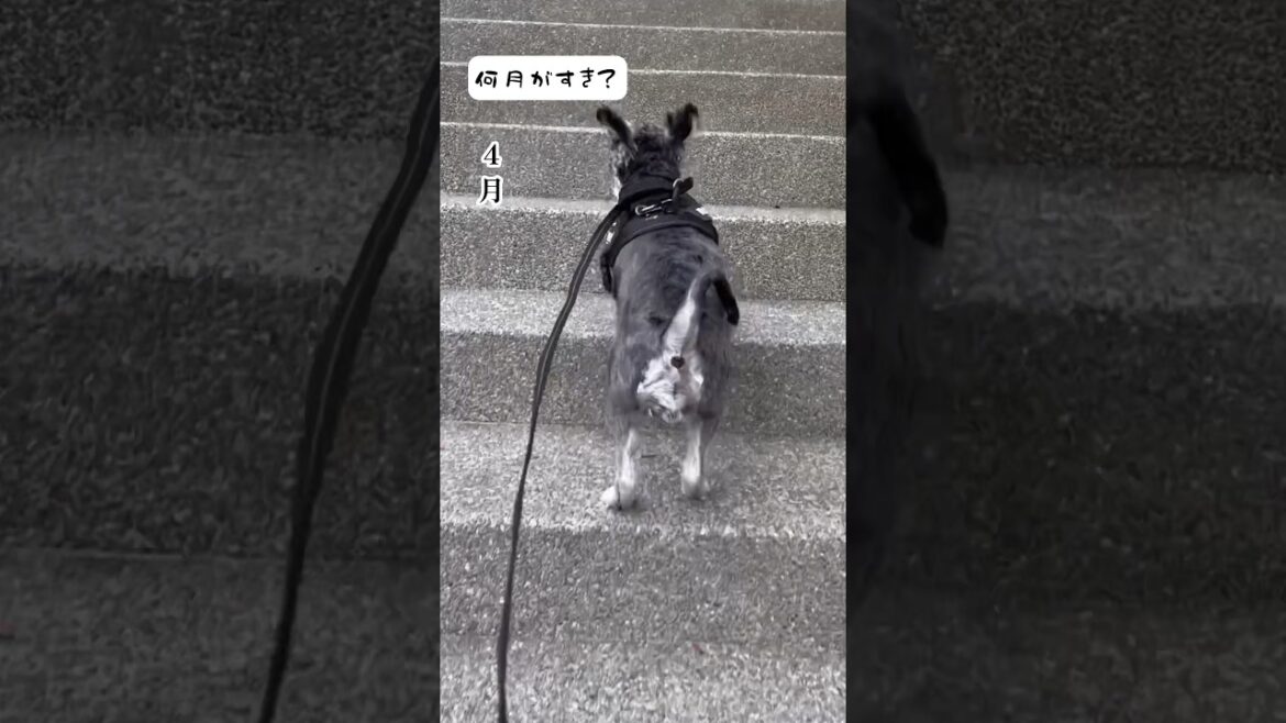 一年階段を駆け上がった記録　#いぬ #ミニチュアシュナウザー