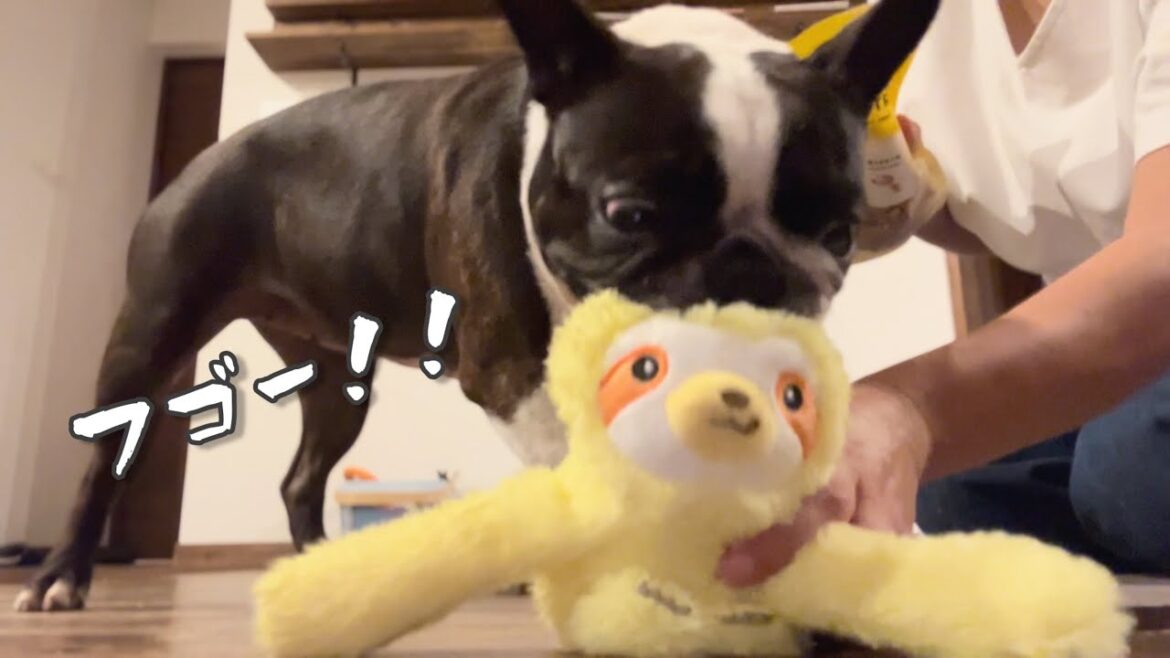 きいろvs奥さん!? 夏の終わりのお祭り騒ぎ/ボストンテリア きいろvs奥さん!? 夏の終わりのお祭り騒ぎ/ボストンテリア