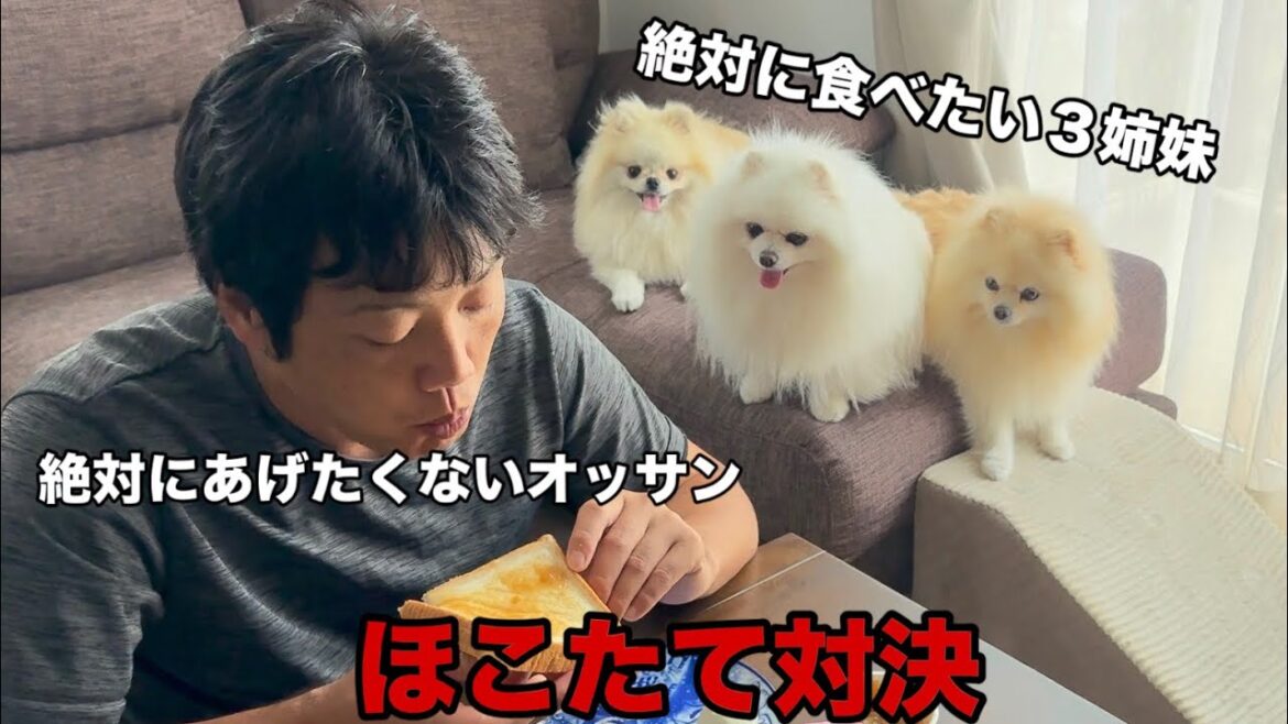 【爆笑】絶対に諦めないポメラニアンの行動が面白すぎた 【爆笑】絶対に諦めないポメラニアンの行動が面白すぎた