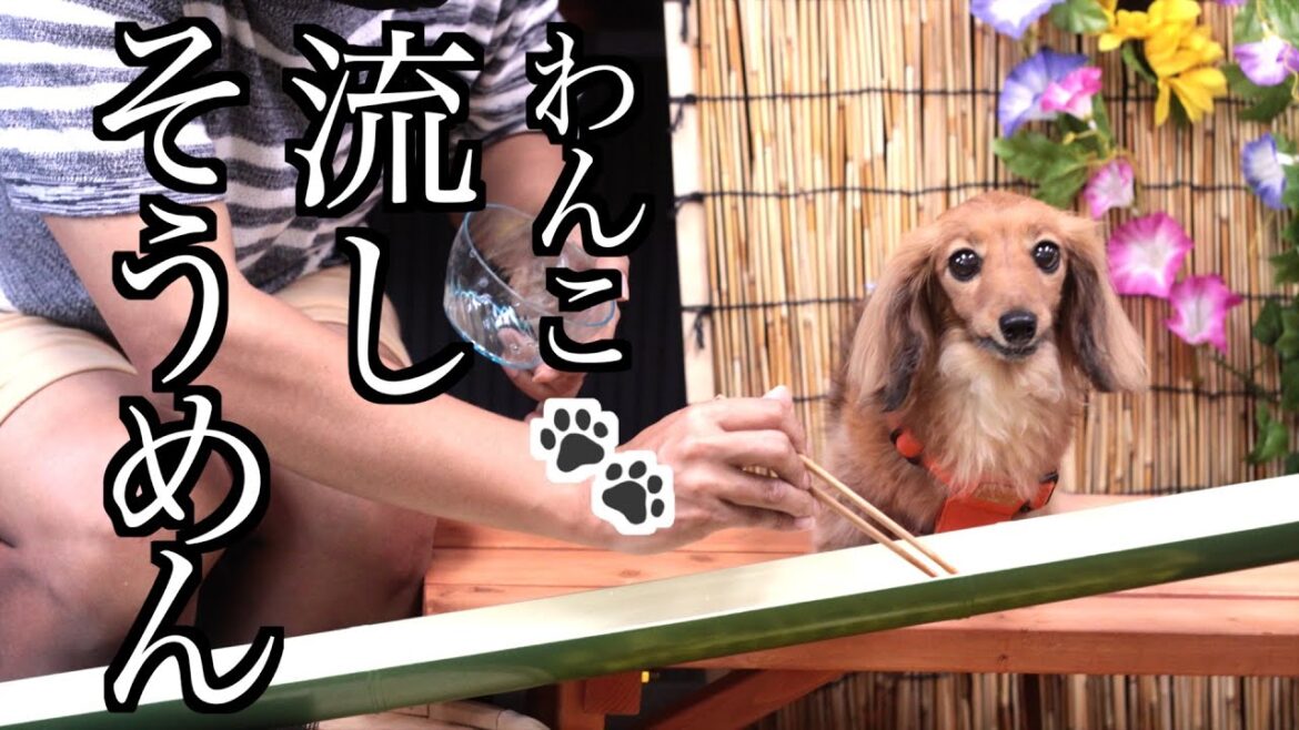 【お盆休みの記録②】超過保護なわんこ流しそうめんに舌鼓【カニンヘンダックスえびすの日常】