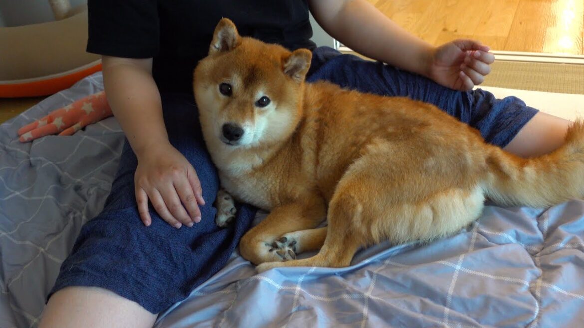 ママ助けて‥柴犬ハチは苦手な雷で久々にこうなりました。。