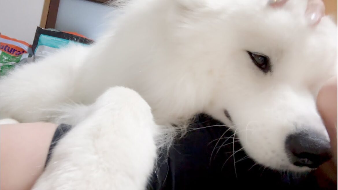 久しぶりにお留守番してもらって帰宅したら愛犬がべったり離れなくなりました…