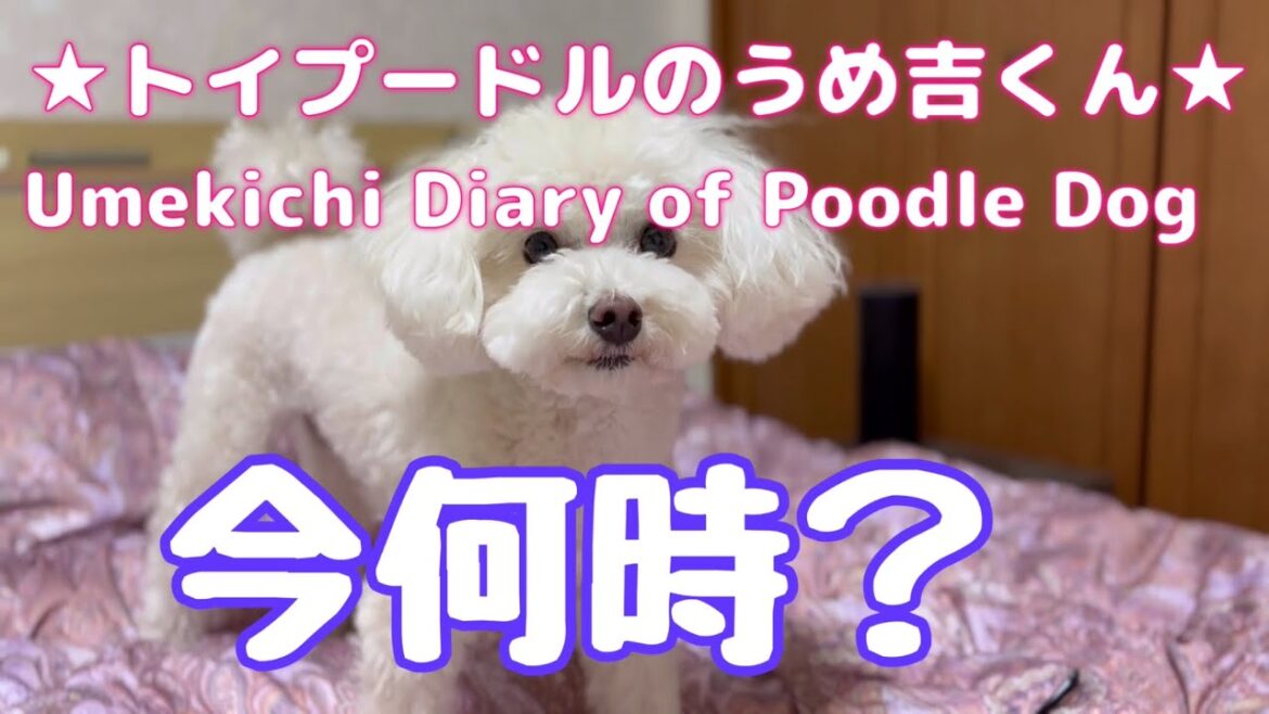 今何時？ ★トイプードルのうめ吉くん(1410日目)★Umekichi Diary of Poodle Dog