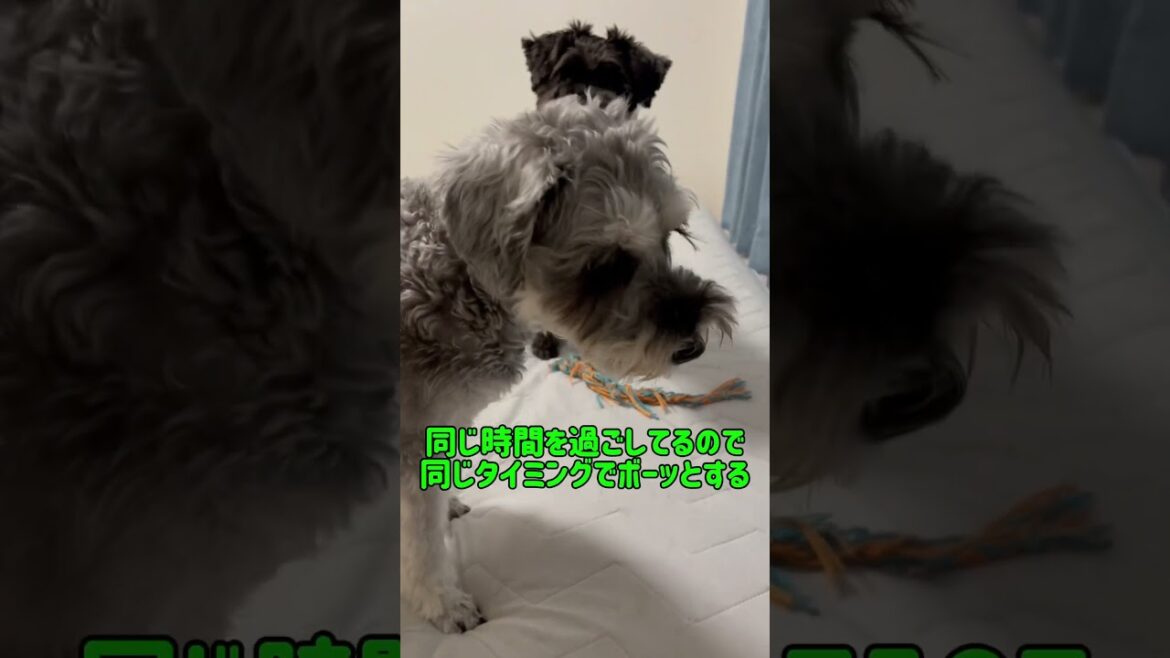 【れおぱおチャンネル】多頭飼いして良かったことは？　#愛犬　#多頭飼い　#シュナウザー　#れおぱおチャンネル　#dog