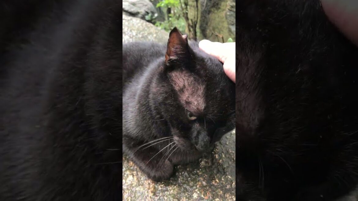 台風でも動じない山のボス猫デカい黒猫どんちゃん #Shorts